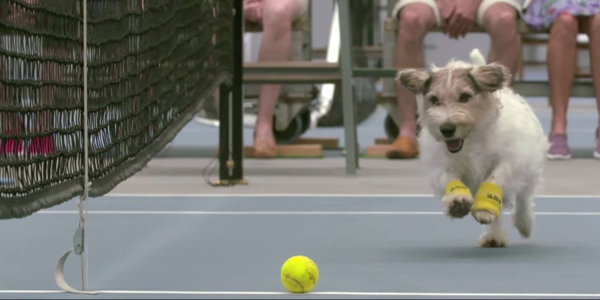 Tennis Ball Boys Are Out, Long Live The Ball Dog HuffPost