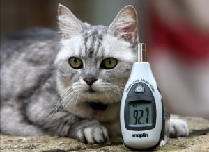 Worlds Loudest Cat Purr