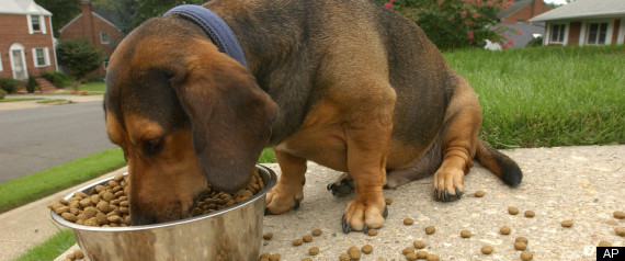 Overweight Pet