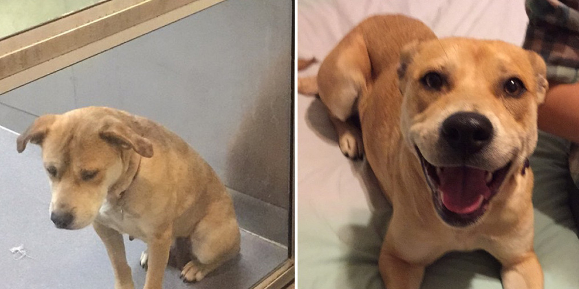 Dogs Pictured Before & After Adoption Will Melt Your Heart