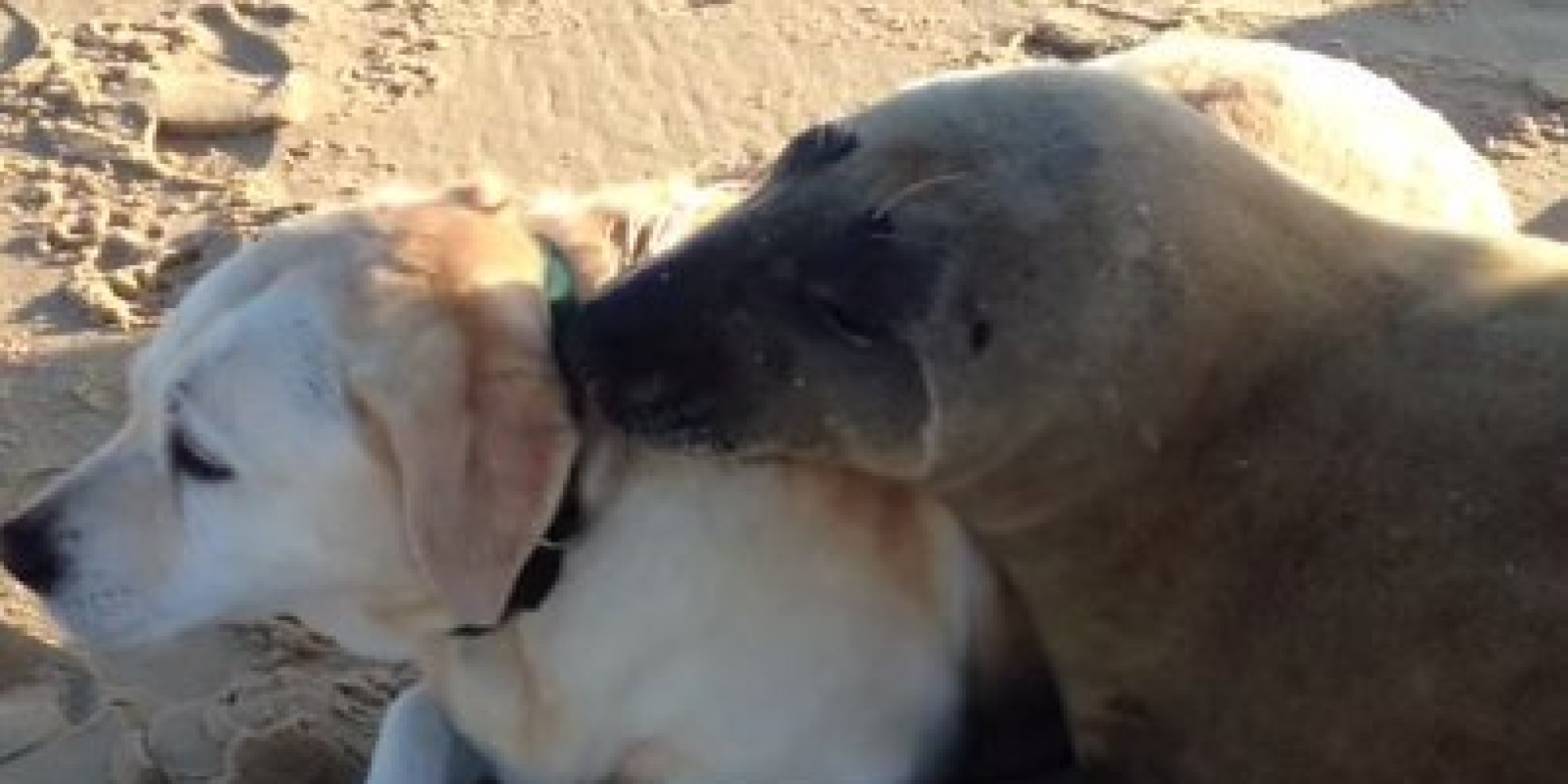 Seal And Dog Share Tender Moment In Ridiculously Cute Video
