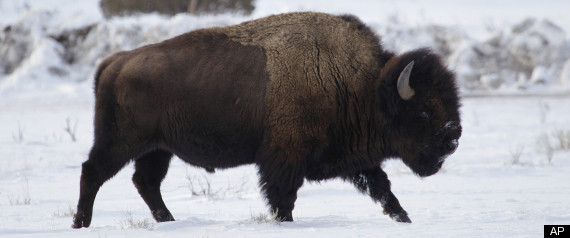 Buffalo Hunt