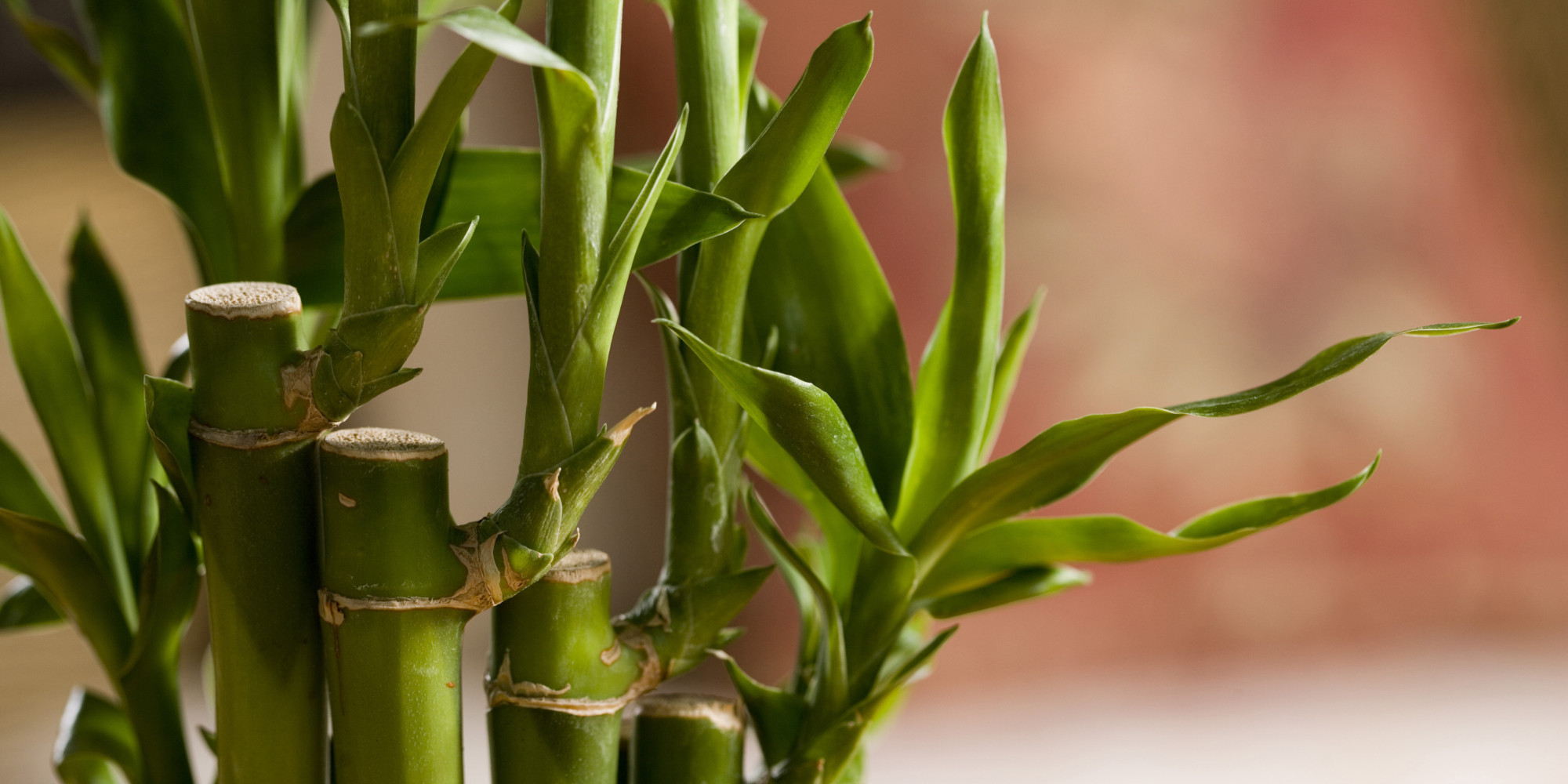 Lucky Bamboo Plants Are Worth It (Even It They Aren't Bamboo)