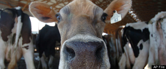 Cow Head