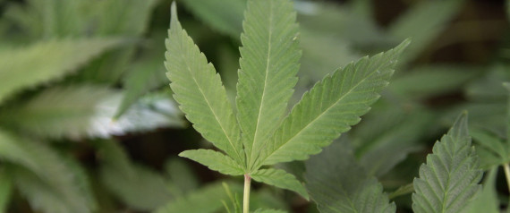 Marijuana