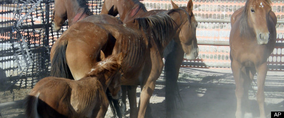 Wild Horses