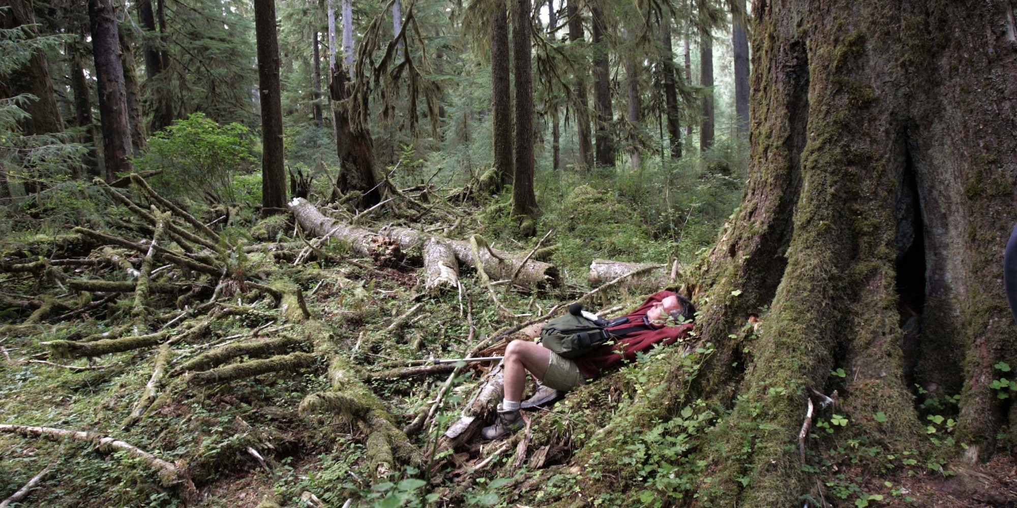 The Quietest Place In America Is One Square Inch In Olympic National