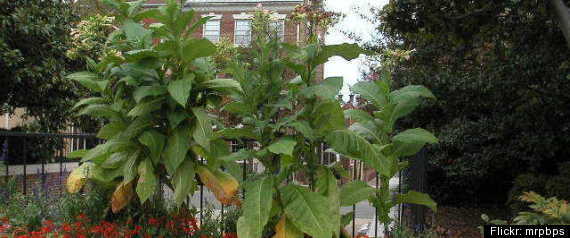 Tobacco Plant