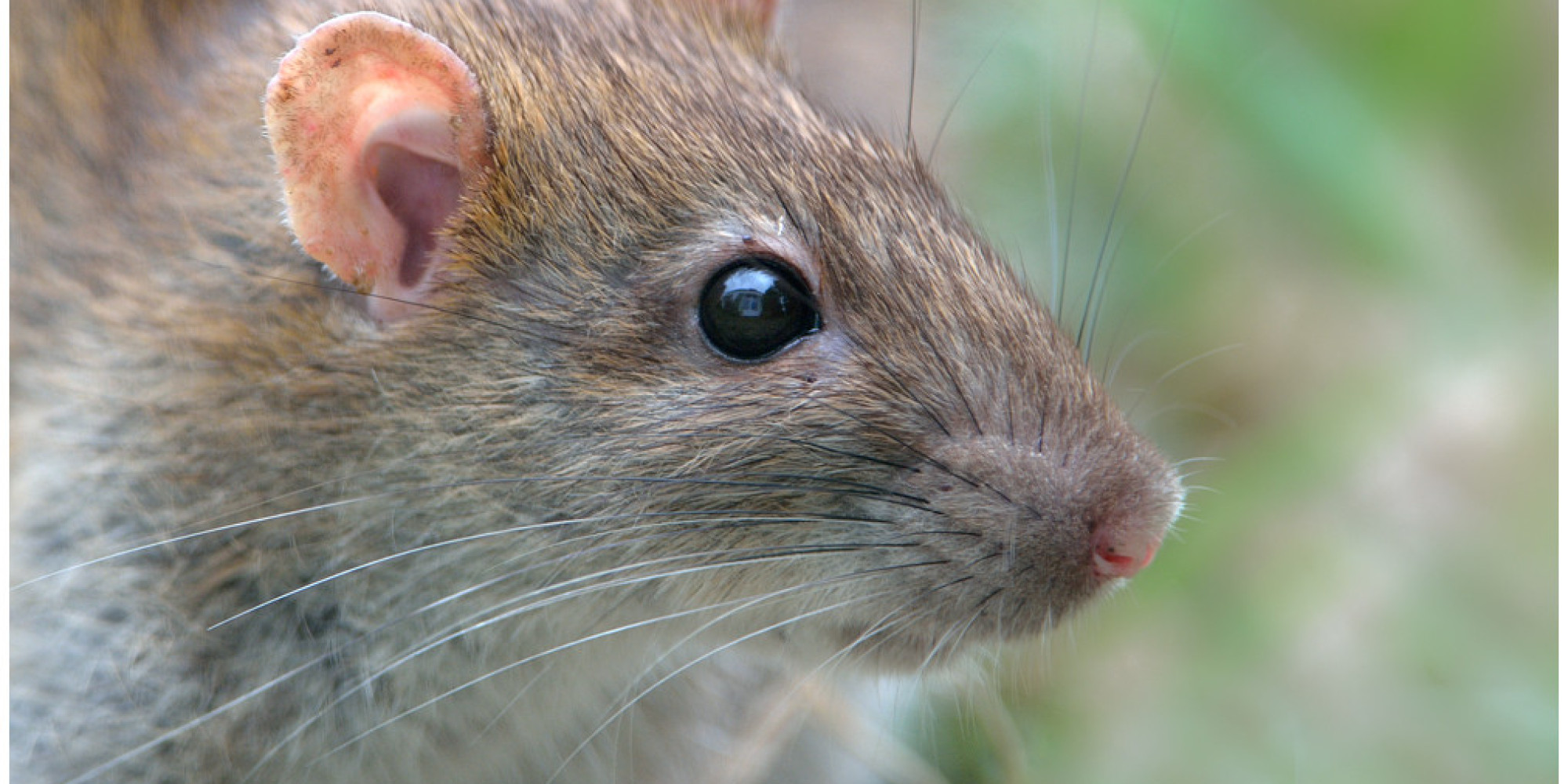 Alberta Rat Hotline Is Now A Thing