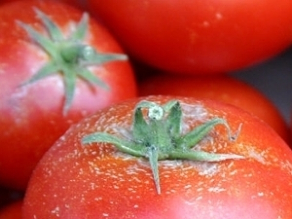 Tomatoes