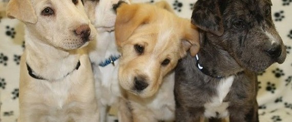 Puppies