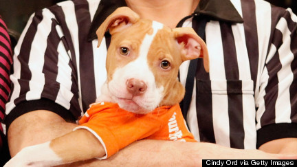 Meet A Few Of Puppy Bowl XI's Pups