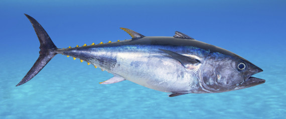 TUNA