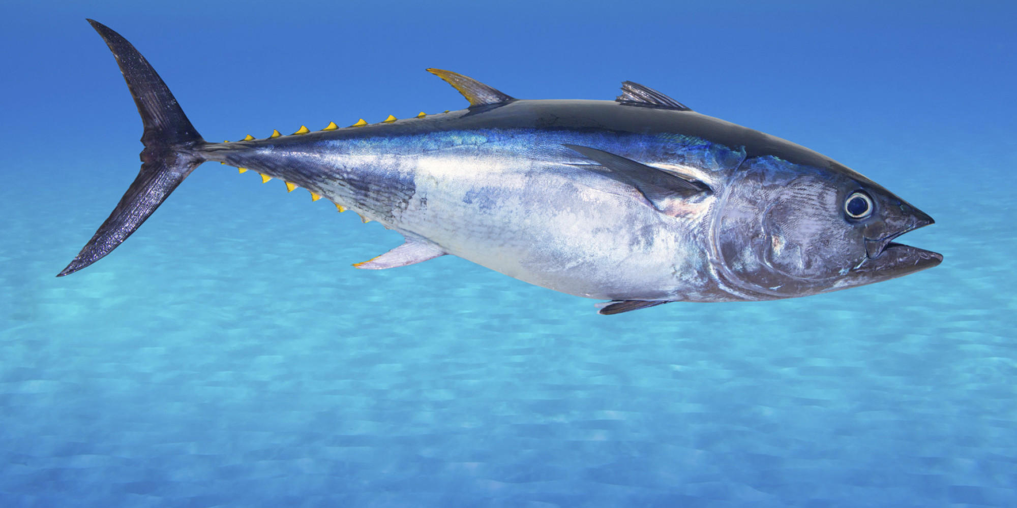 making-sure-tuna-is-dolphin-safe-mark-j-palmer