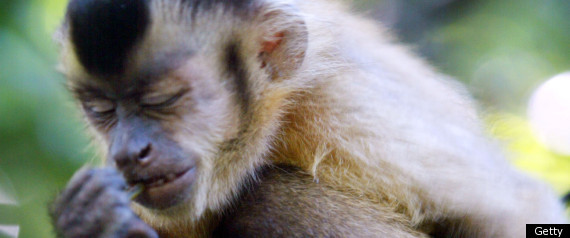 Monkeys Wash In Urine