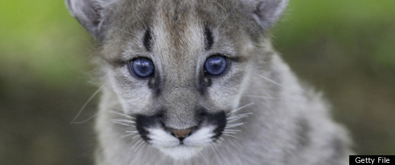 Are Cougars Extinct