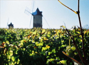 Bordeaux Wine Global Warming