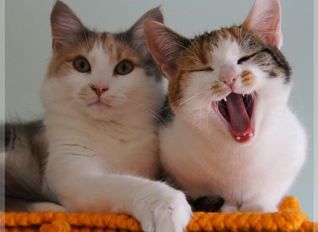 many cats
