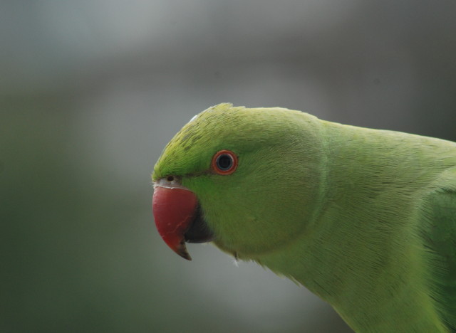 parot