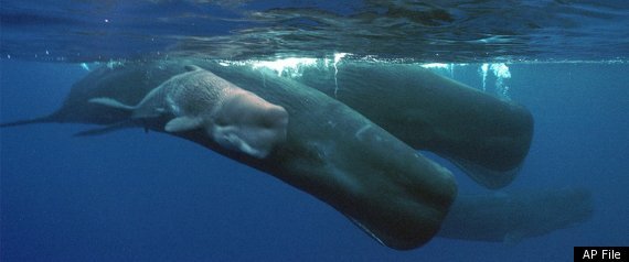 Narwhal Whale Tusk