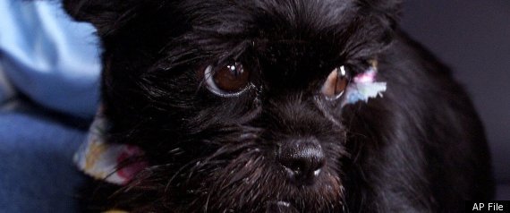 Lost Dog
