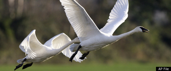 Swans Killed