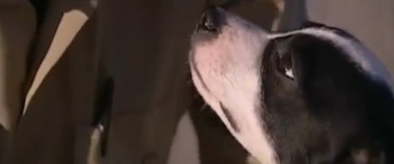 Euthanized Dog