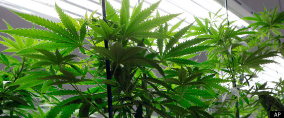 Oakland Marijuana Farm