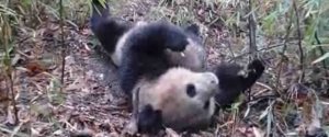 TONIGHT: ZooFari At National Zoo