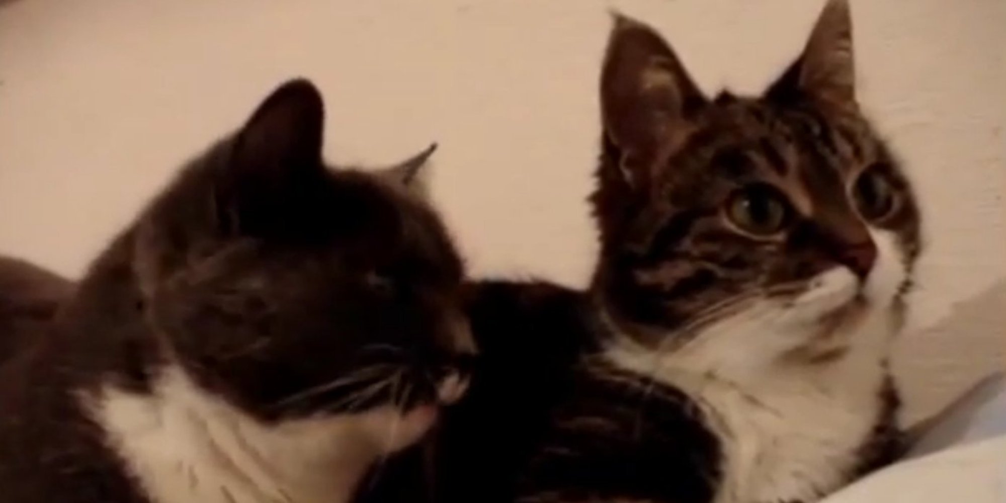 The Two Talking Cats Discuss Ukip