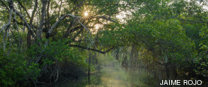 manglar