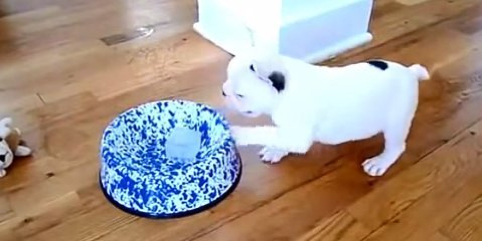 The Combination Of Puppies And Ice Cubes Is Magical HuffPost