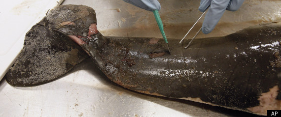 Dead Dolphins
