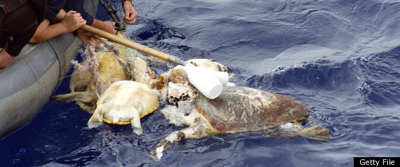 Endangered Sea Turtle