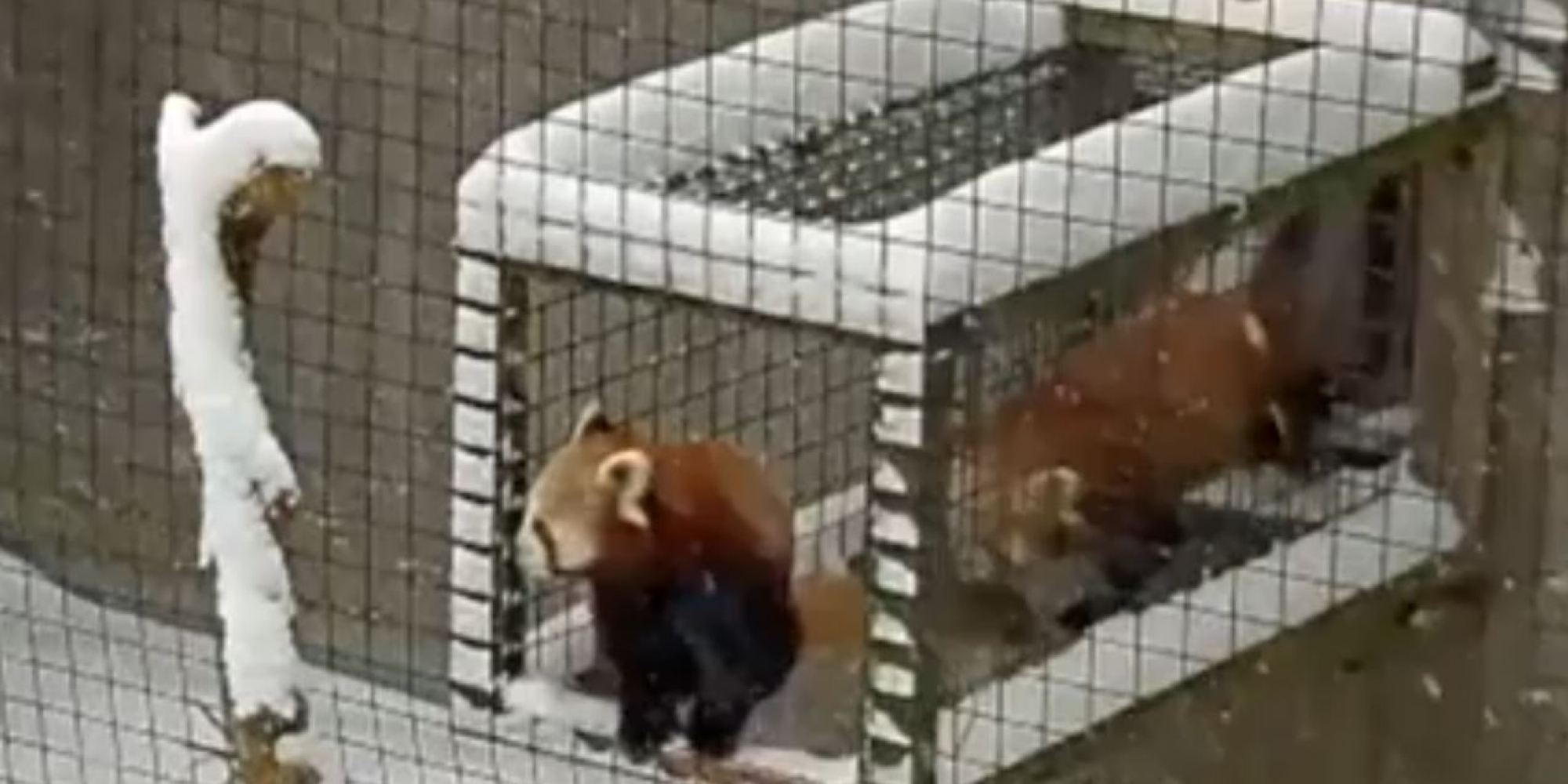 Red Pandas Play In The Snow | HuffPost UK
