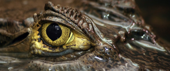 n-SPECTACLED-CAIMAN-large570.jpg