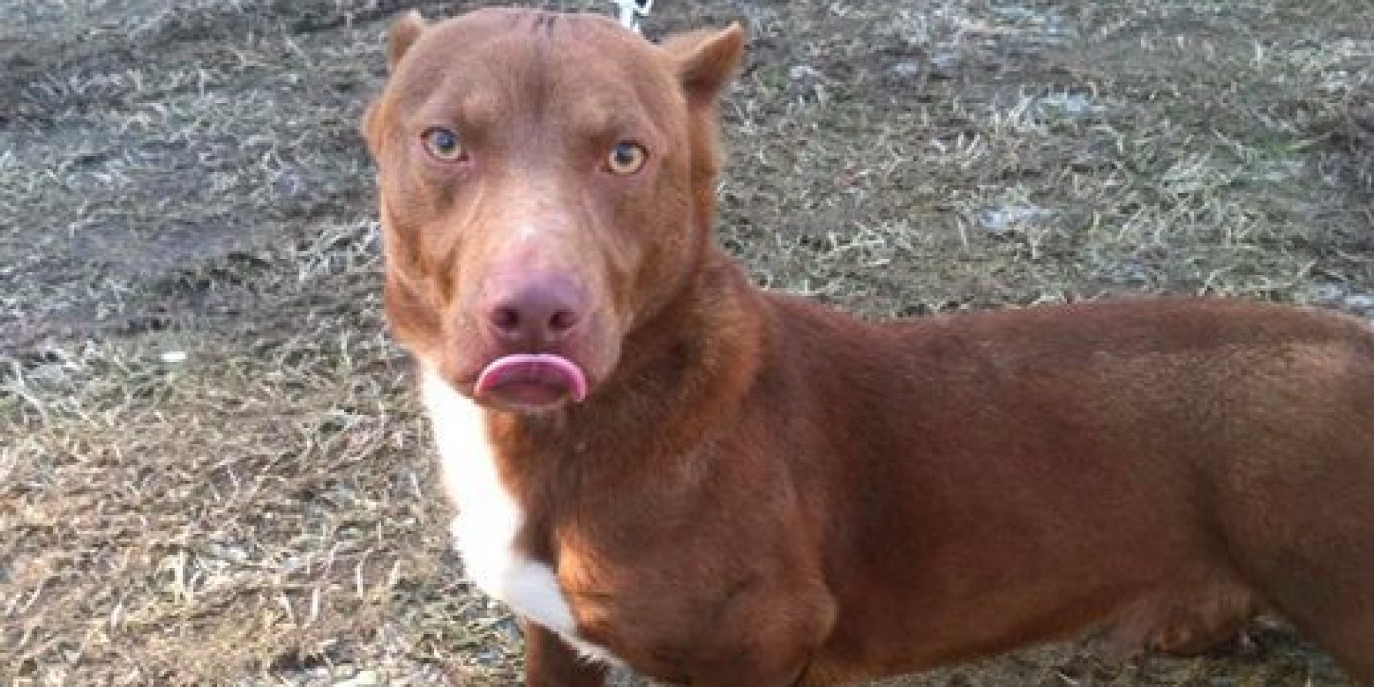This PitbullSausage Dog Mix Is Not It