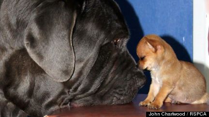 Tiny Chihuahua And Giant Mastiff Become BFFs