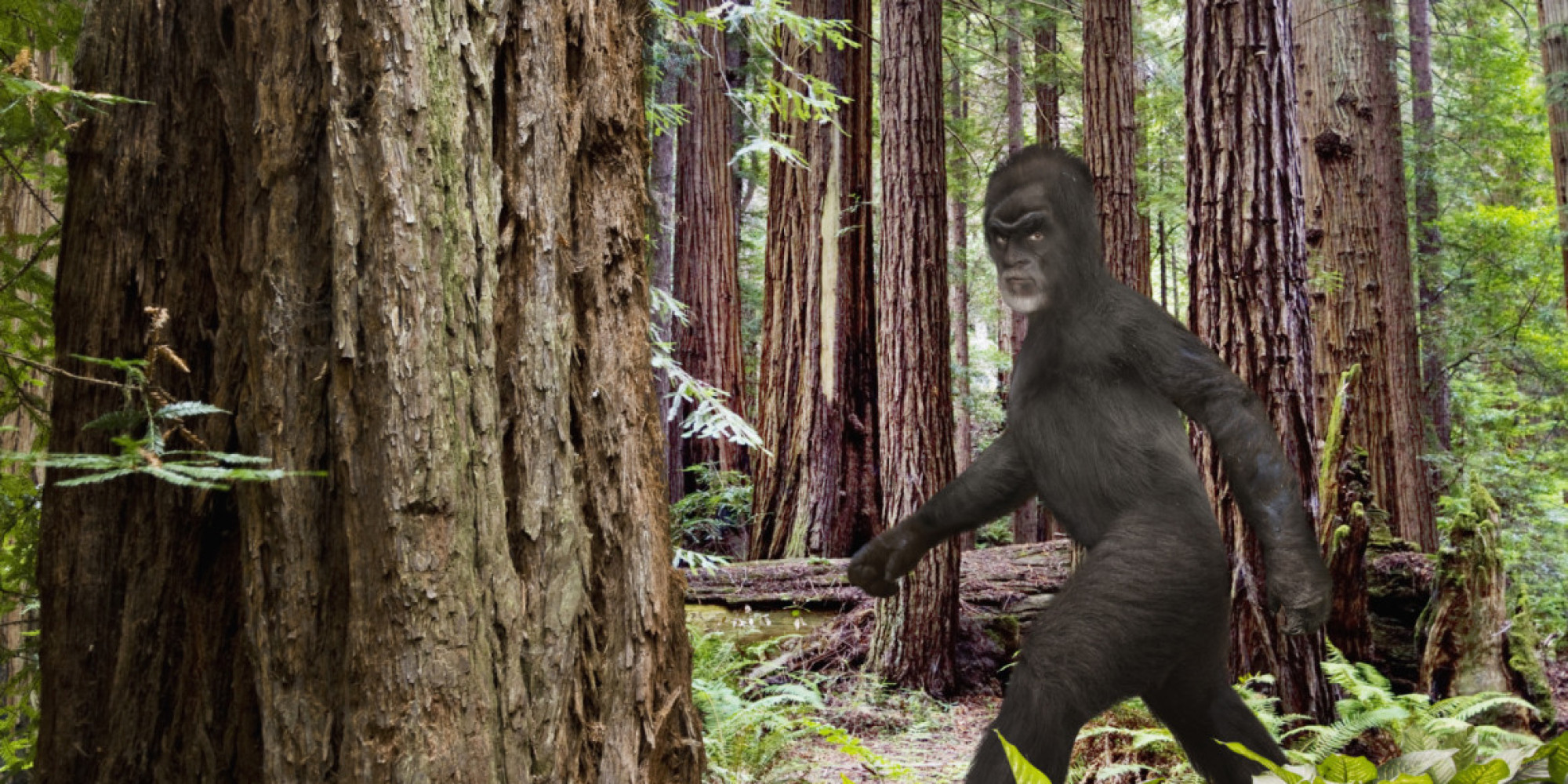 Does Bigfoot Exist? | HuffPost UK