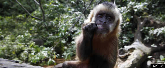 Blonde Capuchin