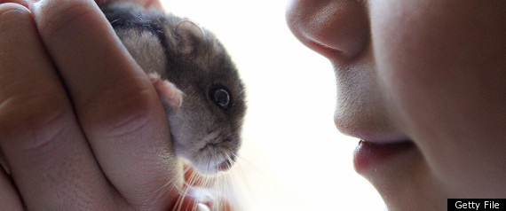 Hamster Killer