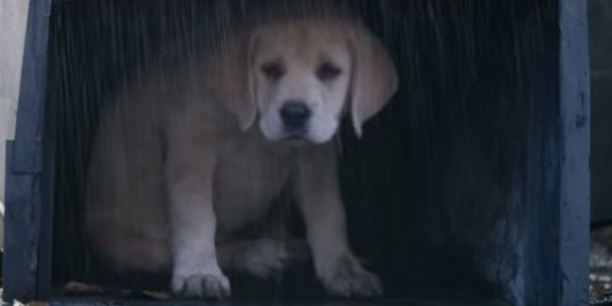 Budweiser's Super Bowl 2015 Puppy Commercial Is Too Adorable To Handle