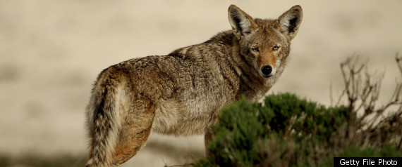 Coyote San Francisco