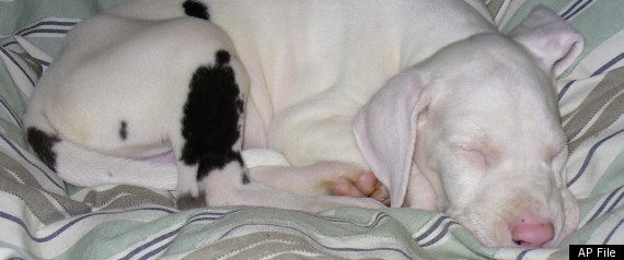 John Fleet Iii Puppy Dog