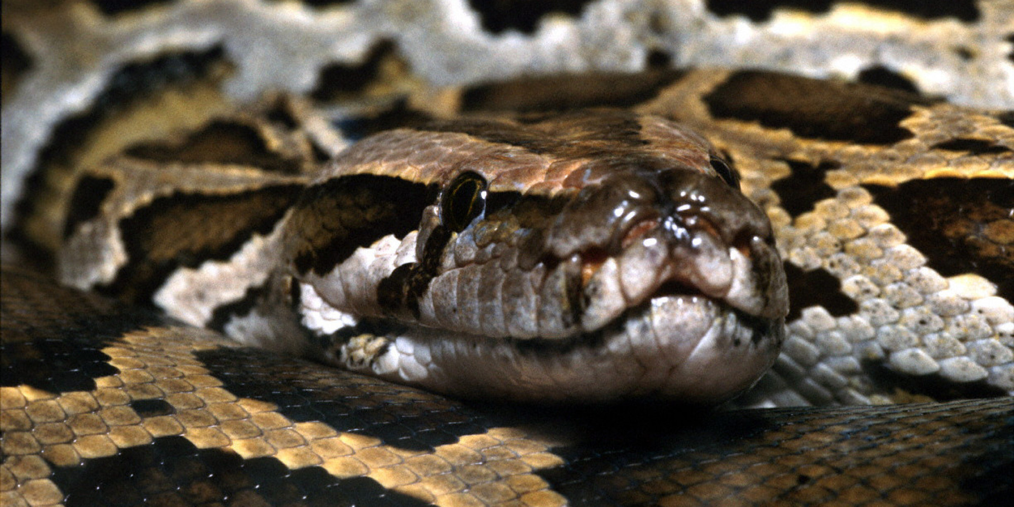 Florida Now Needs Civilian 'Python Patrols' To Contend With Invasive Snakes | HuffPost
