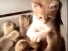 Gatito conoce a patitos y recibe sobrecarga de cariño