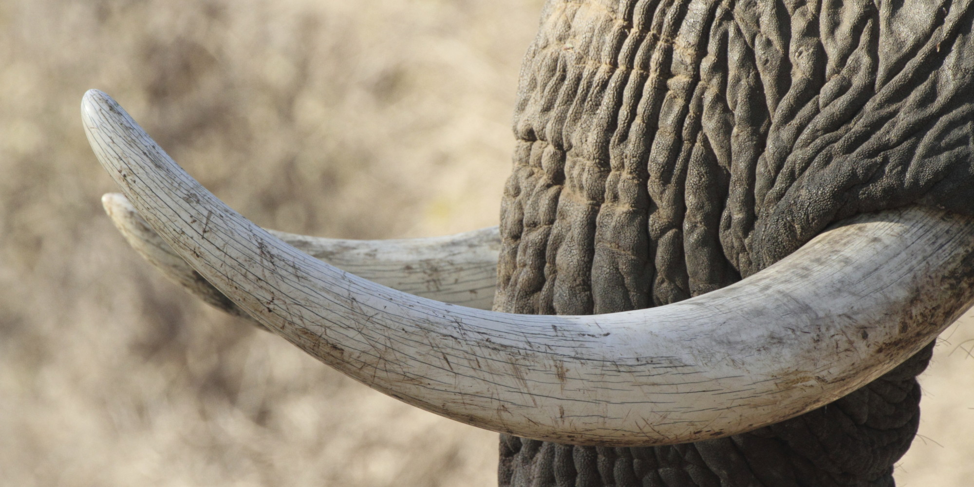 The Time For An Ivory Ban Is Now | HuffPost UK