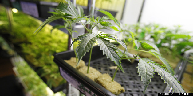 Justice Department Continues To Crack Down On Medical Marijuana In California