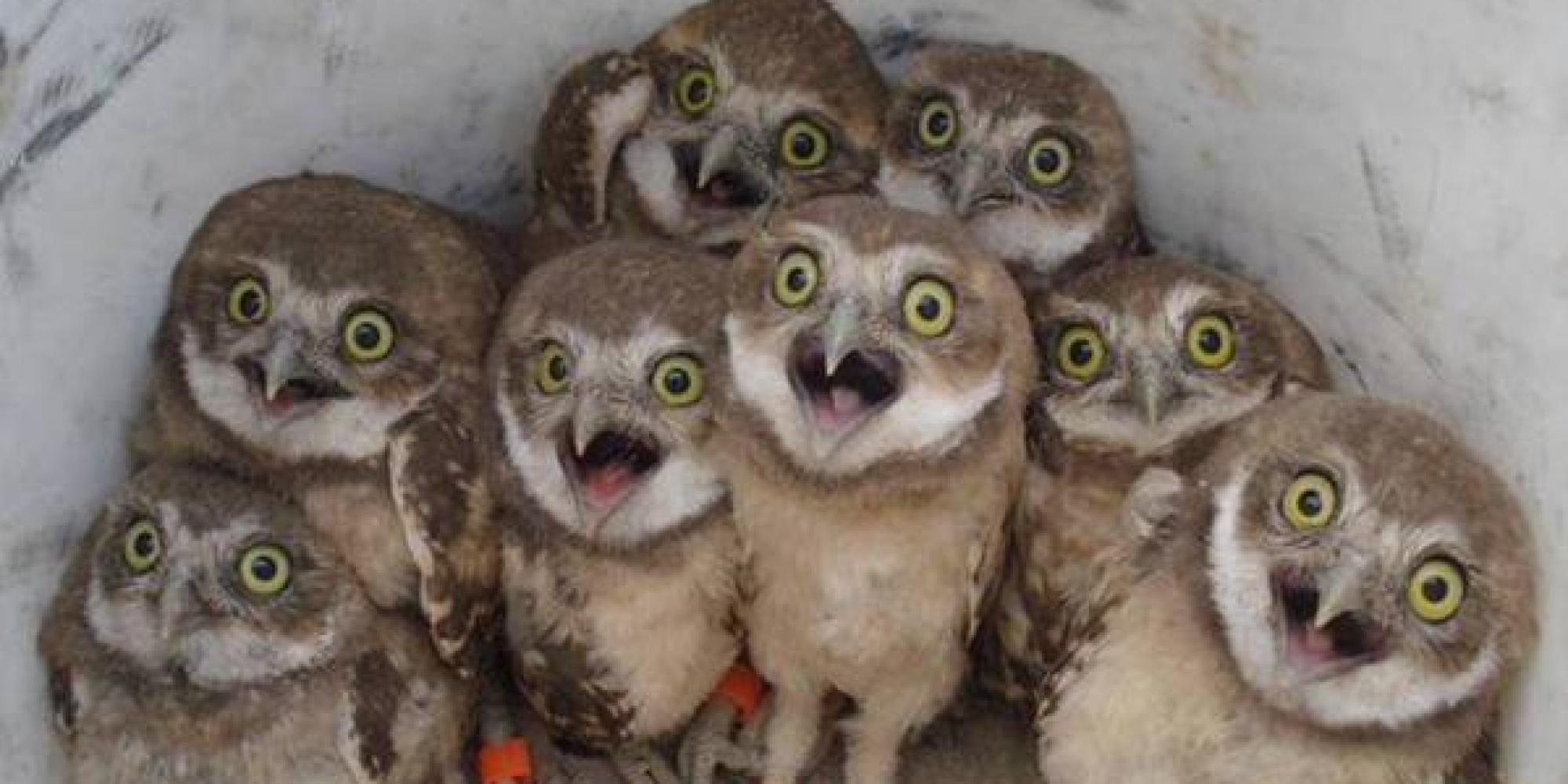 whooo-could-resist-these-owls-huffpost