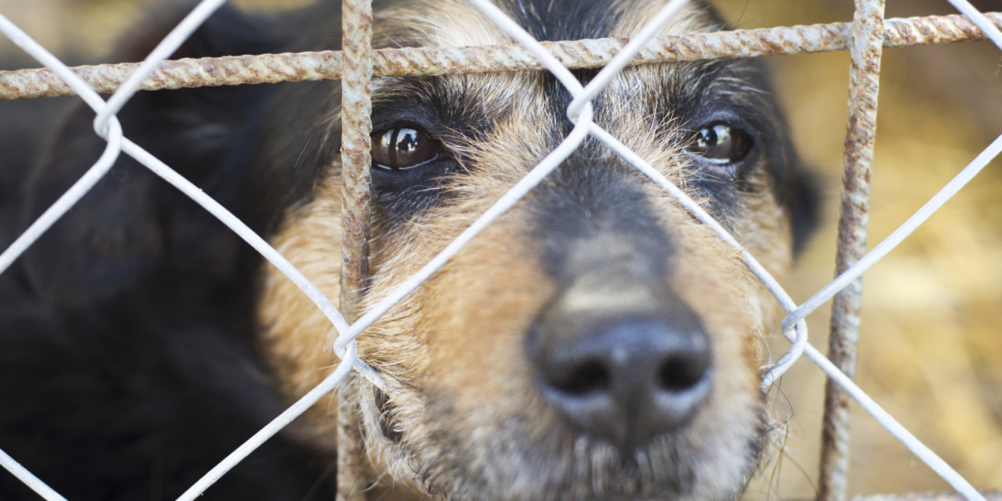 peta-euthanized-a-lot-of-animals-at-its-shelter-in-2014-and-no-kill